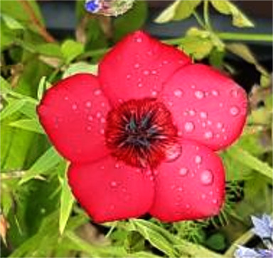 Roter Lein